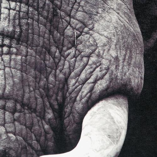  ELEPHANT IN BLACK KANVAS TABLO 60X90CM